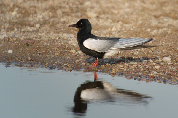 White-winged Tern