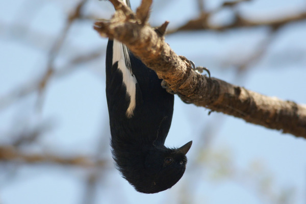 White-winged Tit