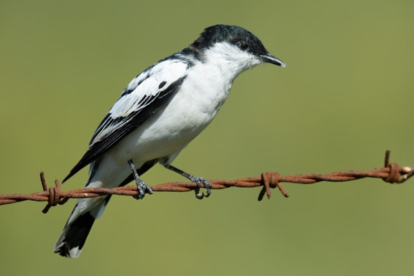 White-winged Triller