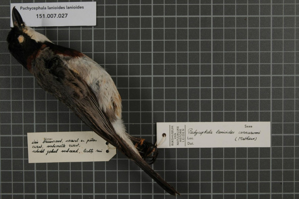 White-winged Whistler