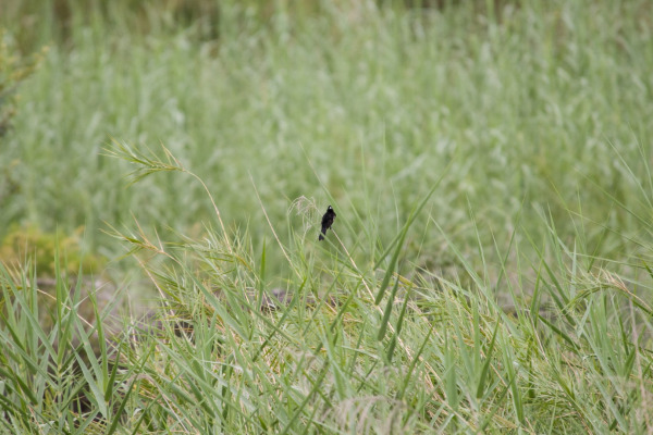 White-winged Widowbird