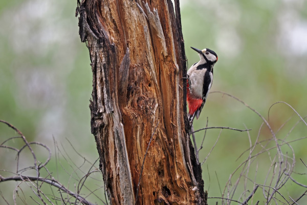 White-winged Woodpecker