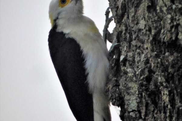 White Woodpecker