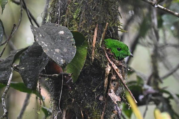 Whitehead's Broadbill