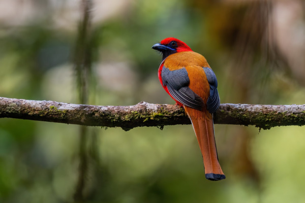 Whitehead's trogon