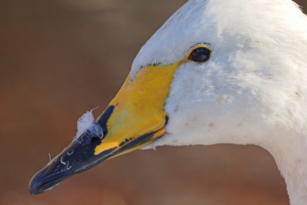 Whooper Swan