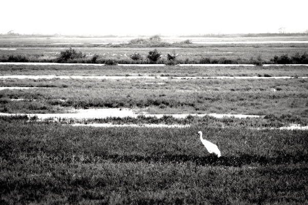 Whooping Crane