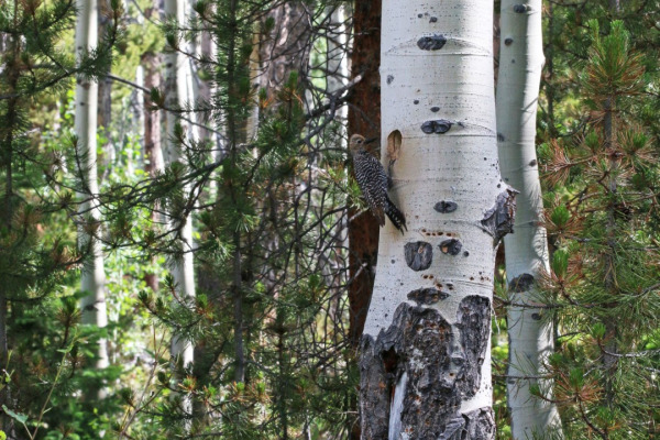 Williamson's Sapsucker
