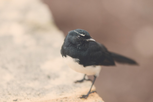 Willie Wagtail