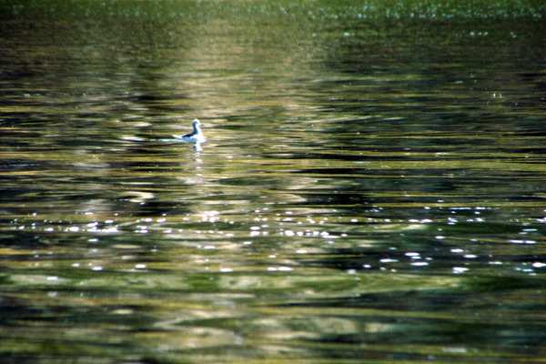 Wilson's Phalarope