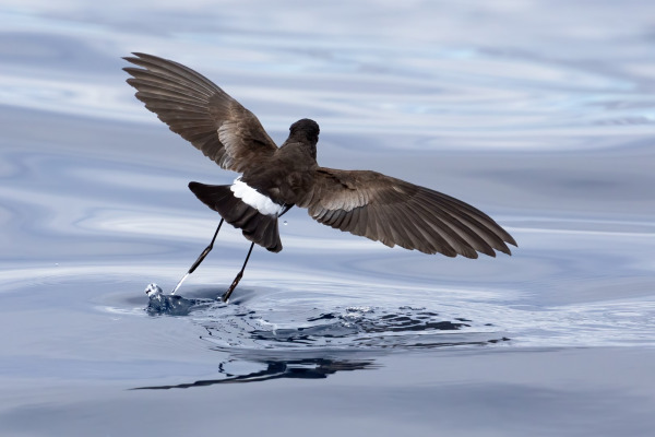 Wilson's Storm-Petrel