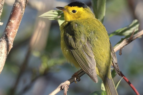 Wilson's Warbler