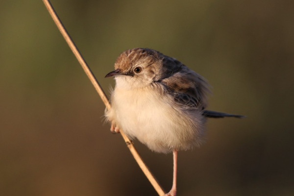 Winding Cisticola