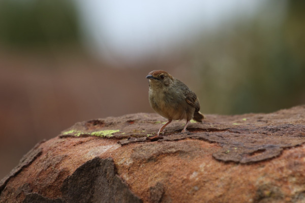 Winding Cisticola