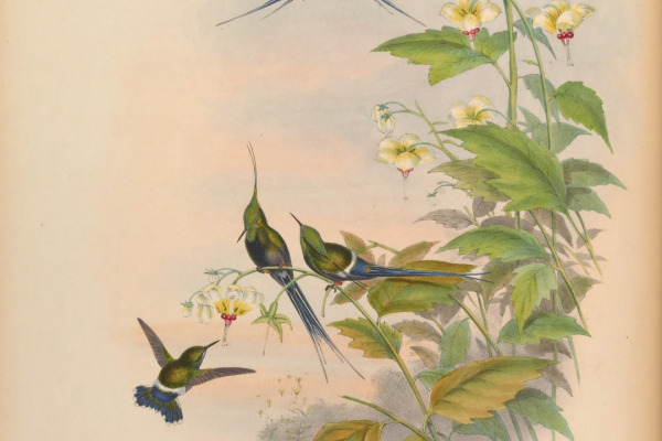 Wire-crested thorntail