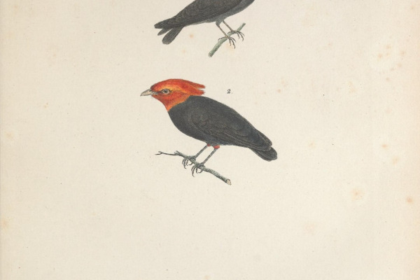 Wire-tailed Manakin