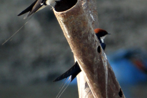 Wire-tailed swallow