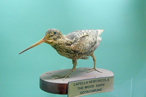 Wood Snipe