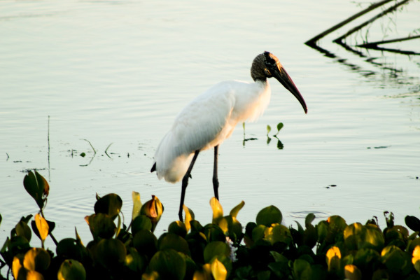 Wood Stork