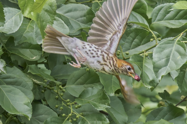 Wood Thrush