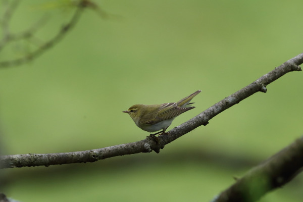 Wood Warbler