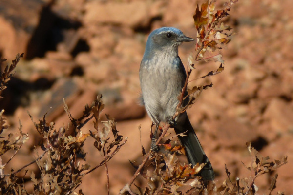 Woodhouse's Scrub Jay