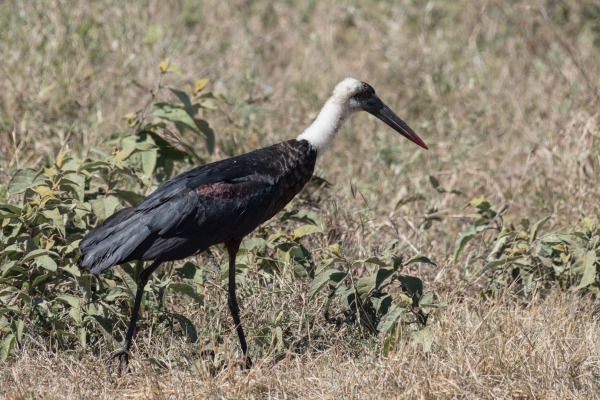 Woolly-necked stork