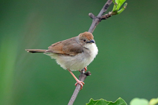 Woosnam's Cisticola