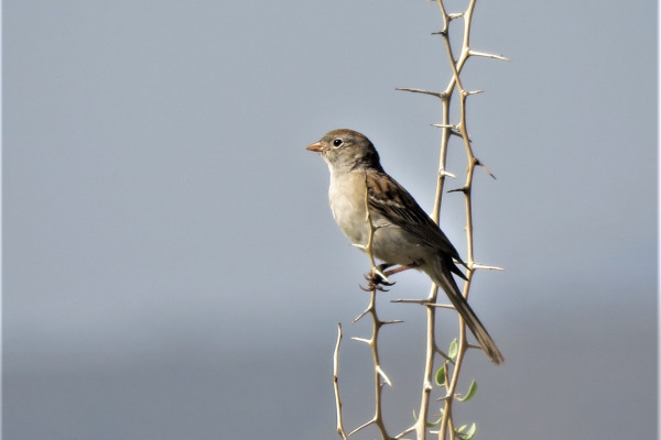 Worthen's Sparrow