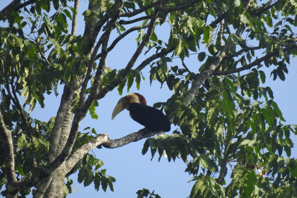 Wreathed Hornbill