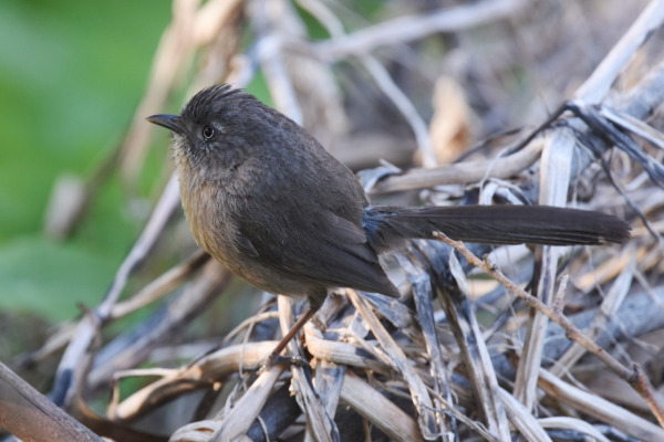 Wrentit