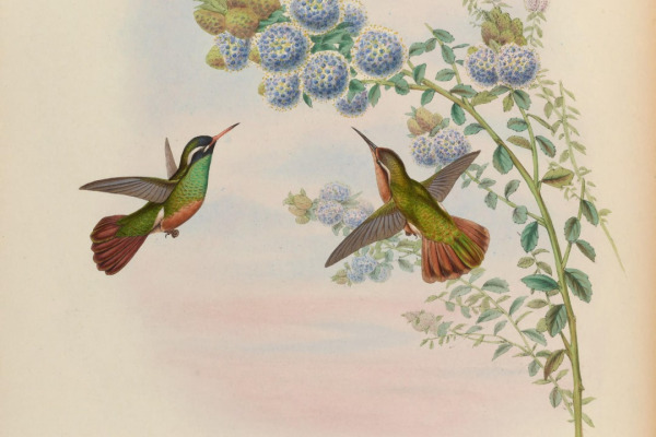 Xantus's Hummingbird