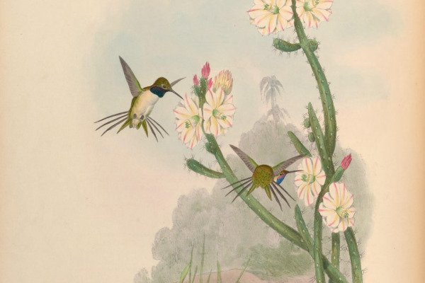 Yarrell's Woodpecker