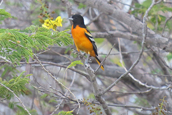 Yellow-backed Oriole