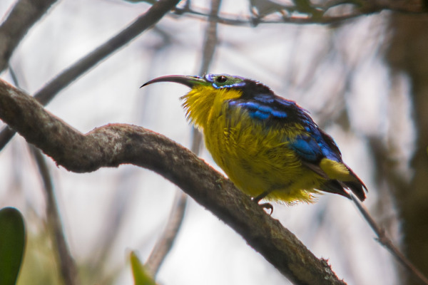 Yellow-bellied asity