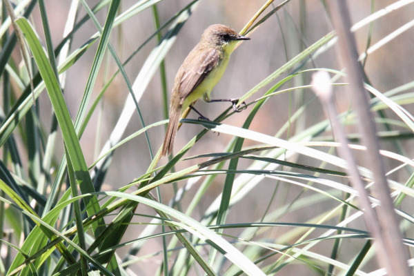 Yellow-bellied Chat-Tyrant