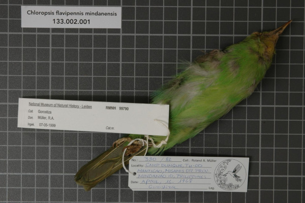 Yellow-bellied Chloropsis