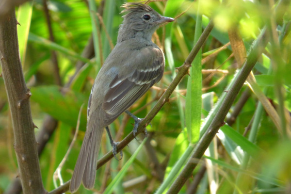 Yellow-bellied Elaenia