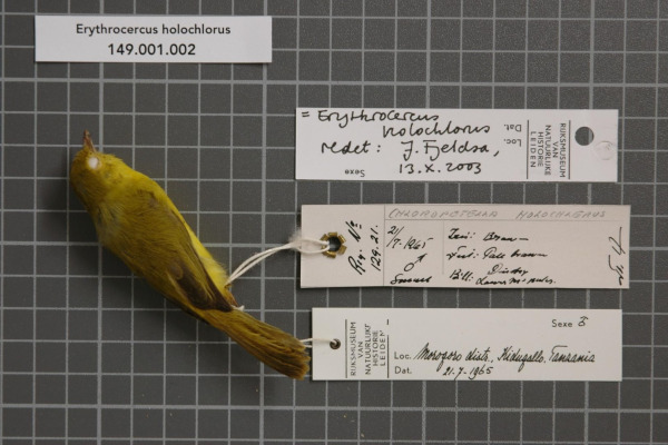 Yellow-bellied Erythrocercus