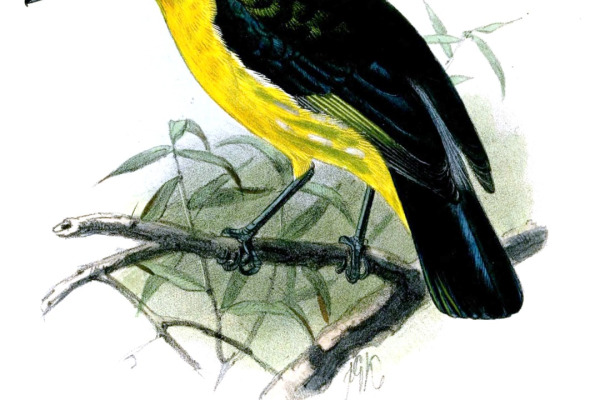 Yellow-bellied Fairy-fantail