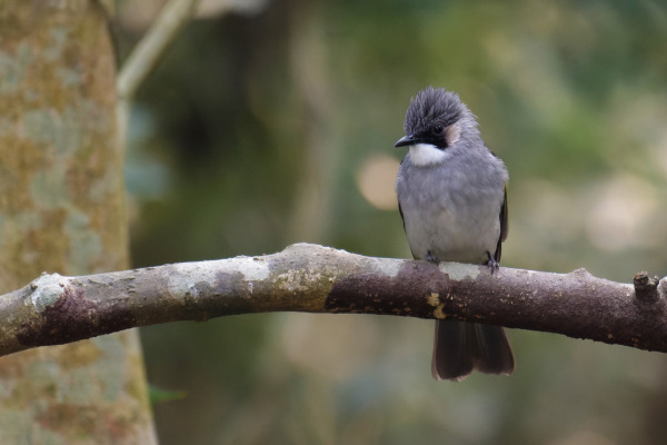 Yellow-bellied Fantail