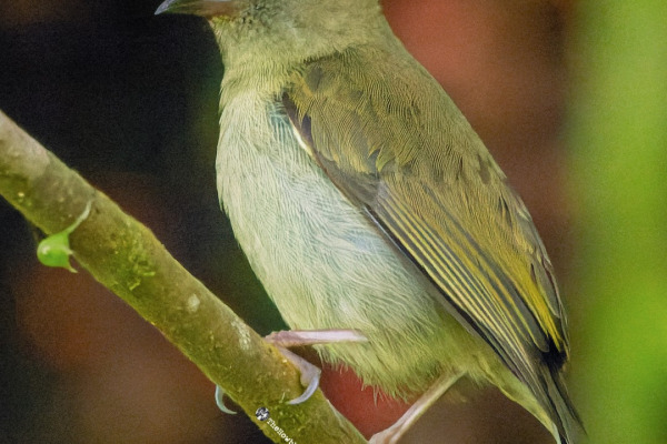 Yellow-bellied Flowerpecker