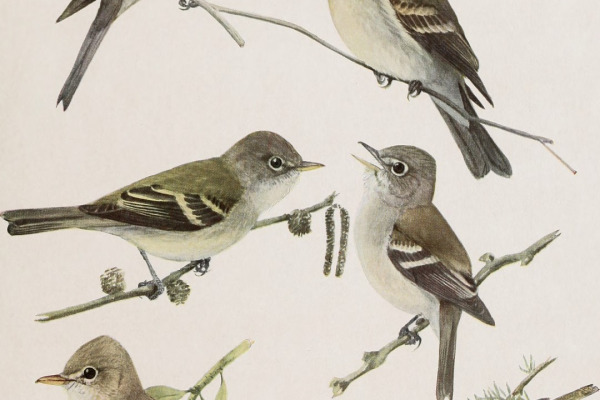 Yellow-bellied Flycatcher