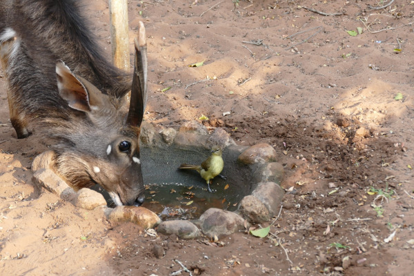 Yellow-bellied Greenbul