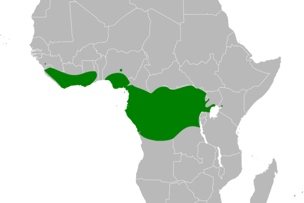 Yellow-bellied Greenbul