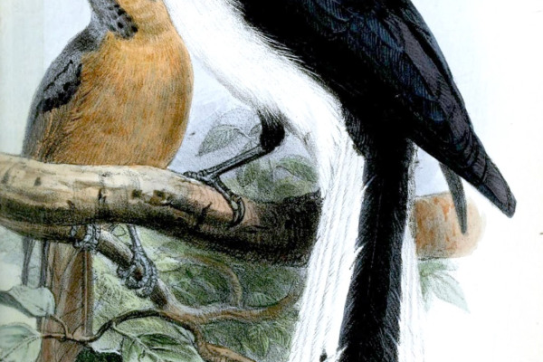 Yellow-bellied Longbill