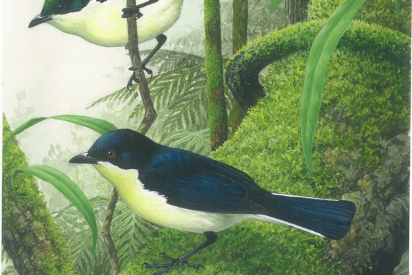 Yellow-bellied Melanocharis