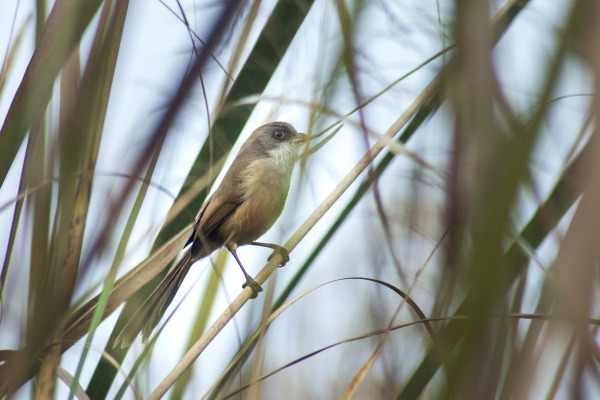 Yellow-bellied Prinia
