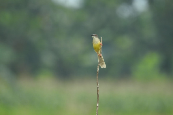 Yellow-bellied Prinia