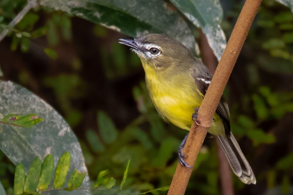 Yellow-bellied Pygmy Tyrant